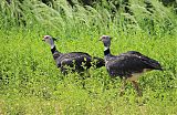 Southern Screamer